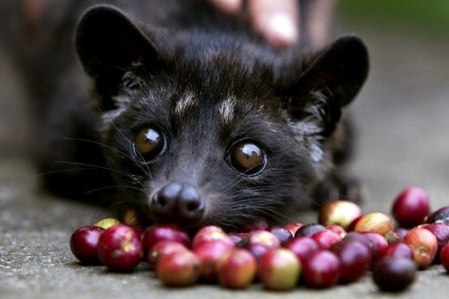 Kopi Luwak Coffee